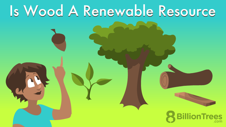 Is Wood A Renewable Or Non-renewable Source Of Energy?