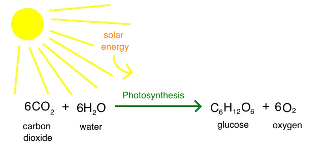 How Does Photosynthesis Use Solar Energy?
