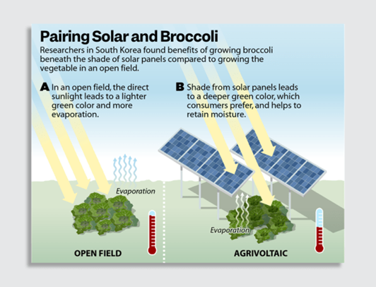 Why Do Green Plants Require Solar Energy?